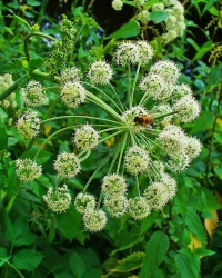 Anđelika (Angelica archangelica)