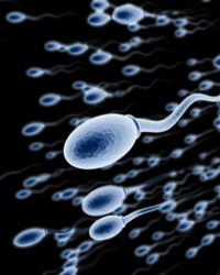 spermatozoid