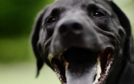 Crni labrador | Foto: Profimedia