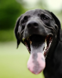 Crni labrador | Foto: Profimedia
