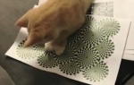Mačka juri optičku varku