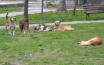 Psi lutalice u Prokupačkom Gradskom parku