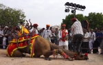Lik igra na glavi kamile