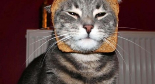 Mačke u hlebu | Foto: Profimedia.rs | Foto: 