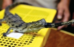 Tajlanđani se muče  sa švercom krokodila