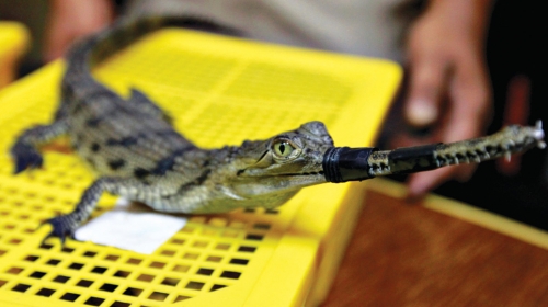 Tajlanđani se muče  sa švercom krokodila