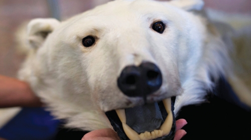 Glava polarnog medveda