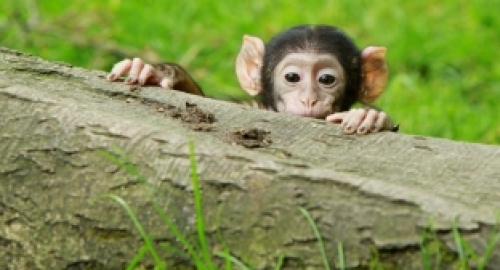 Majmun1