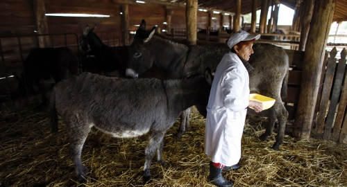 Proizvodnja magarećeg sira u Zasavici / Foto: Marko Đurica | Foto: 