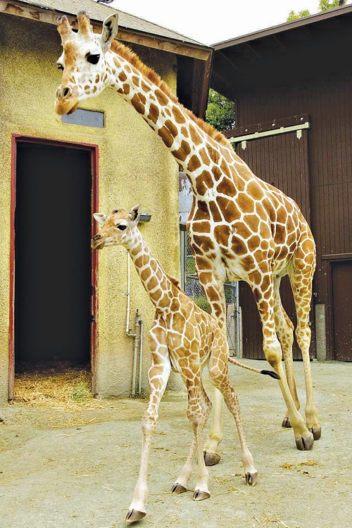 Žirafe kod nas  sada obitavaju samo u zoološkim  vrtovima