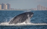 Grbavi kit uslikan nedaleko od obale Kvinsa, Njujork