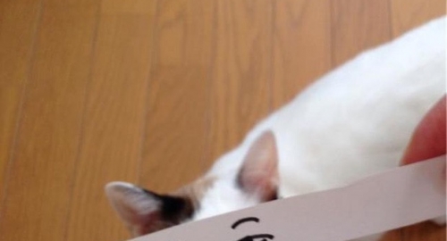 Mačke sa montažama očiju u fayonu crtanih filmova | Foto: Twitter | Foto: 