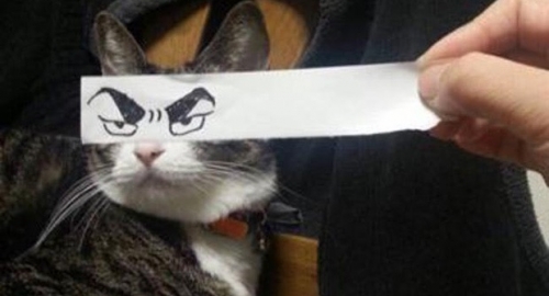 Mačke sa montažama očiju u fayonu crtanih filmova | Foto: Twitter | Foto: 