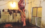 Sporno meso  uginulih životinja  se i dalje ispituje