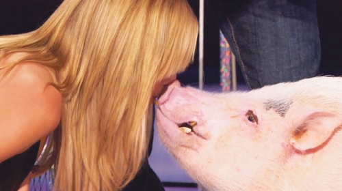 Usledio je strastveni  poljubac, a svinja je  dobila zrno kukuruza!