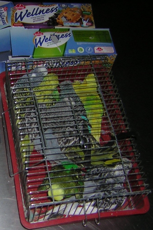 Švercovao papagaje u kutiji za keks