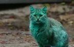 zelena mačka