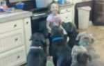 Četvorogodišnja devojčica sa gladnim psima