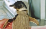 Pingvini u džemperima | Foto: Profimedia