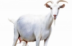 Nisu sve  rase koza  pogodne za  kombinovani  ili pašnjački  sistem