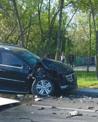 Tomina „mečka”  ko trinaesto prase