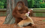 Orangutan Tigrić