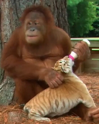 Orangutan Tigrić