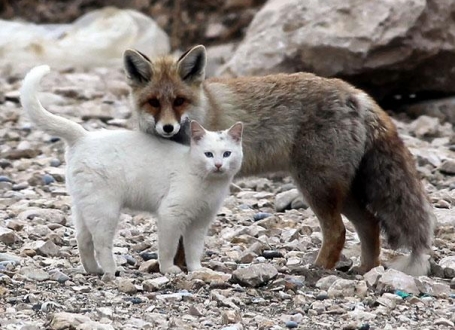 Mačka i lisica