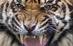 Tigar | Foto: Profimedia