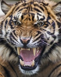 Tigar | Foto: Profimedia
