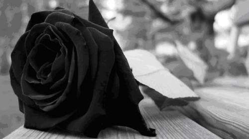 crna ruža