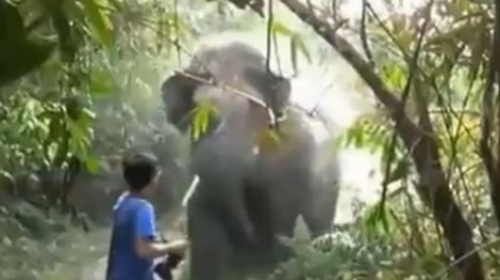 Slon se verovatno osetio izazvanim jer ga je turista dugo gledao u oči, tvrde stručnjaci