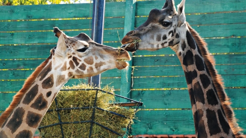 One uživaju u  dobrom fudbalu:  Žirafe u Jagodini