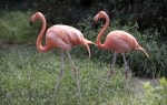 Ružičasti flamingosi Foto: Profimedia