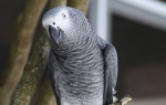 Afrički sivi papagaj Foto: Profimedia