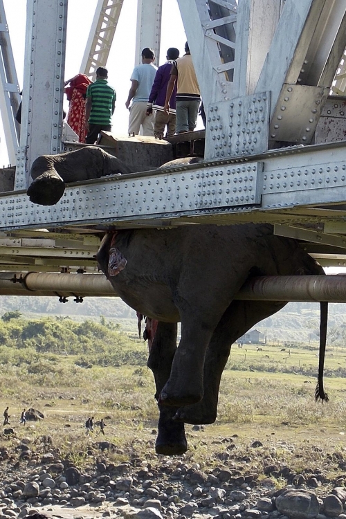 Voz udario slonove