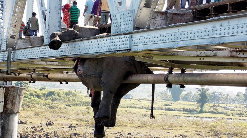 Krdo slonova  je prelazilo  železnički most