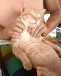 Masaža mačke