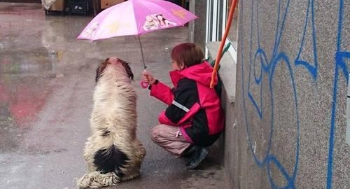 Predivno: Dečak čuva kucu