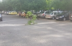 Drvo na parkingu