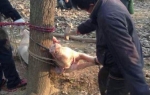 Jiangsu provincija, svinja