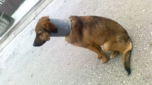 Neko mu je nasilno navukao  cev na vrat: Namučeni pas