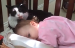 mačka i beba