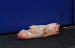 svinjeske nogice