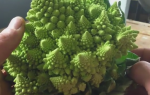 Romanesko brokoli
