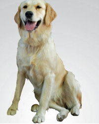 KRADU  KUČIĆE,  PA TRAŽE OTKUPNINU