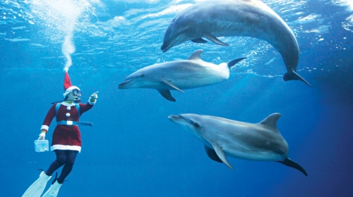 Baba Mrazica hrani delfine