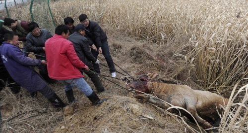 Besna krava napada seljaka Foto: Reuters