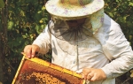 Za postizanje visokih prinosa meda, neophodno je da se pčele sele s paše na pašu