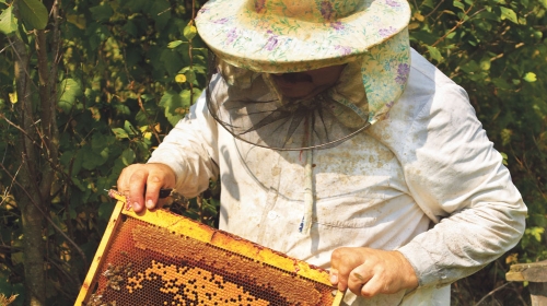 Za postizanje visokih prinosa meda, neophodno je da se pčele sele s paše na pašu